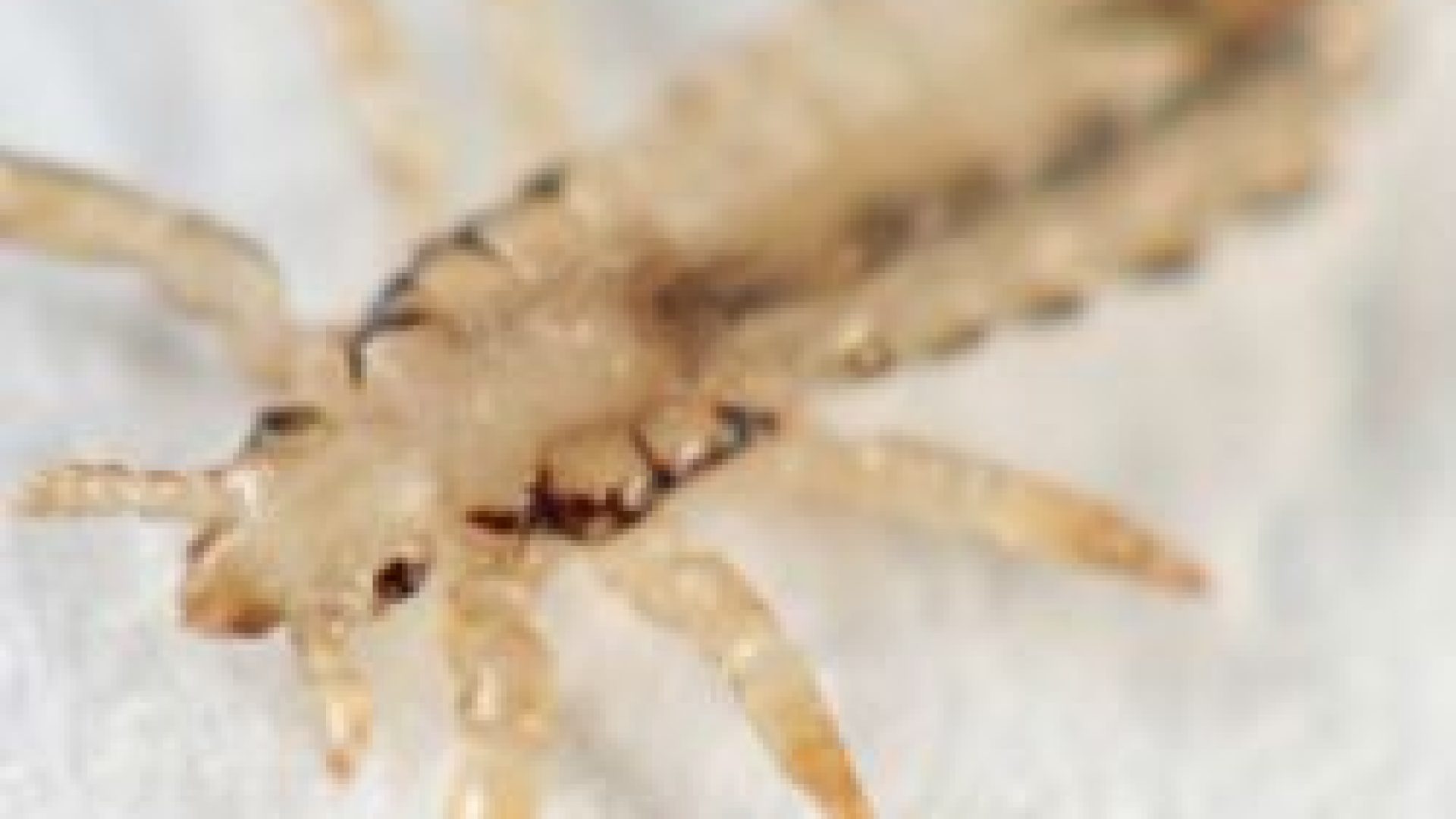 DIY Lice Prevention Spray