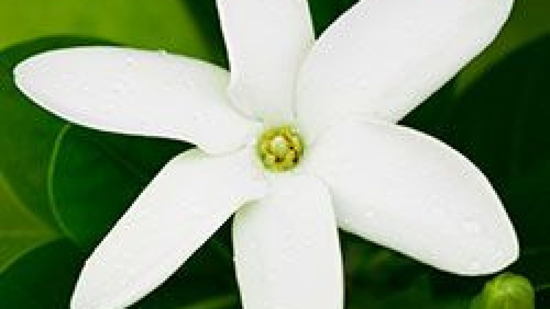 Is monoi good for my curly hair?