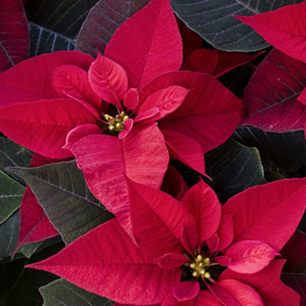 Top 5 Poinsettia Hair Decorations