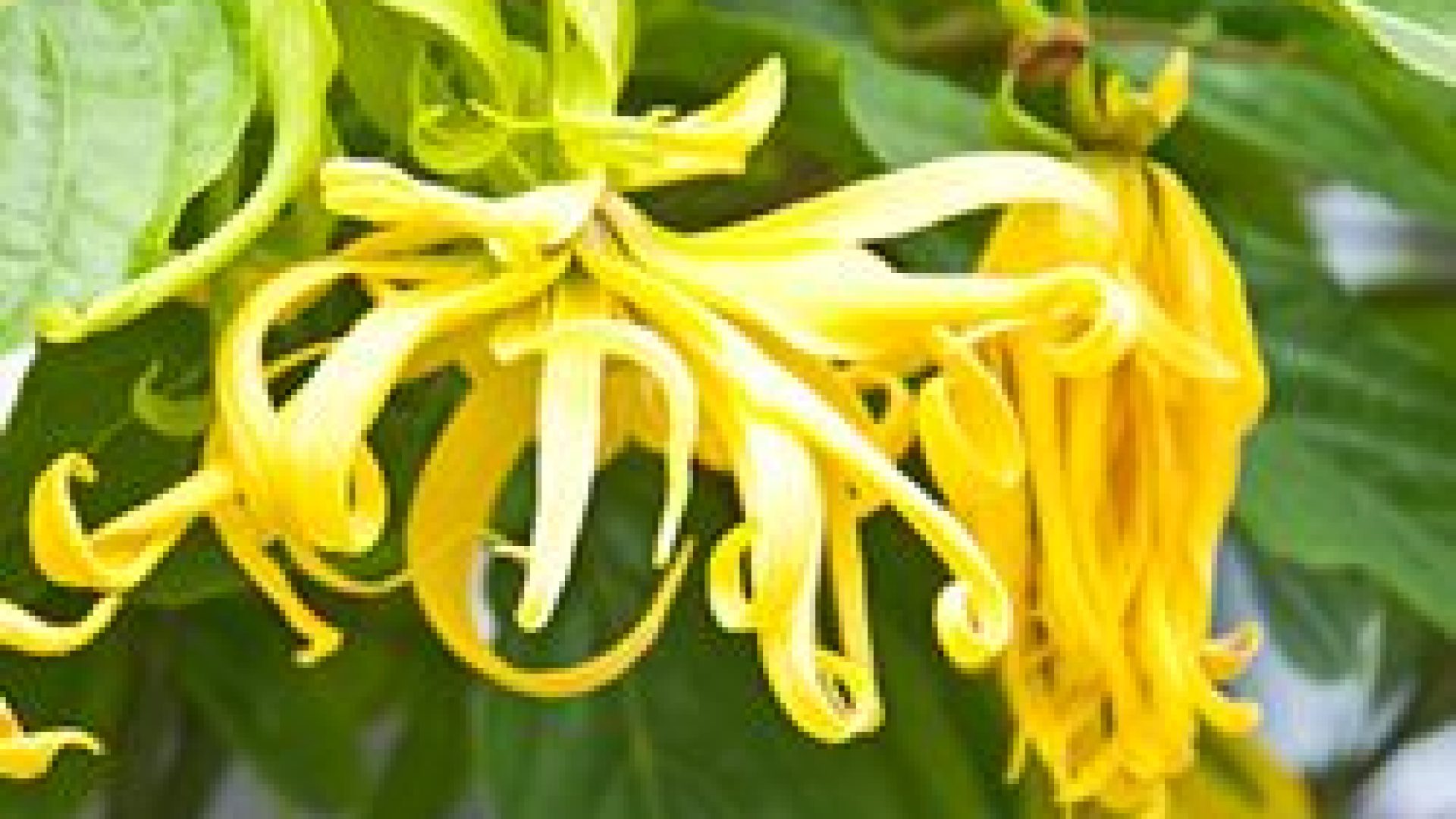 How to Grow Long Hair Fast With Water